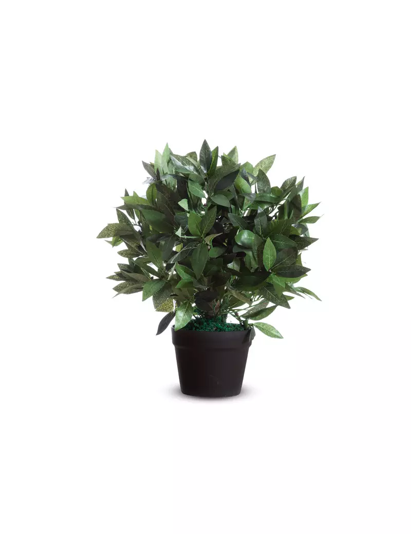 Pianta Ornamentale Paperflow - Lauro - 50 cm - K700134 (Verde) Pianta Ornamentale Paperflow - Lauro - 50 cm - K700134 (Verde)