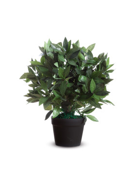 Pianta Ornamentale Paperflow - Lauro - 50 cm - K700134 (Verde)