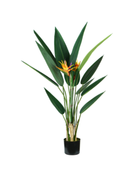 Pianta Ornamentale King Collection - Sterlizia - 120 cm - P2150598 (Verde)